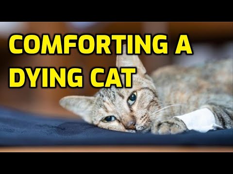 How To Comfort A Dying Cat?