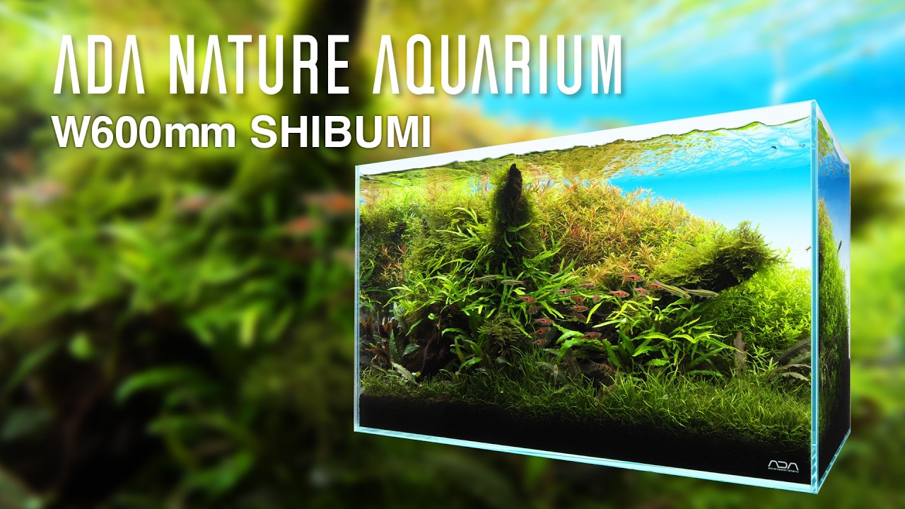 [ADAview] SHIBUMI  - W600mm Nature Aquarium Layout-【EN/JP Sub.】