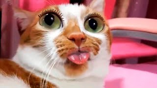Я РЖАЛ ПОЛ ЧАСА / СМЕШНЫЕ ЖИВОТНЫЕ , КОТЫ СОБАКИ ЛУЧШИЕ ПРИКОЛЫ