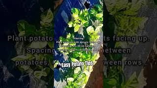 How to Grow Potatoes at Home - Easy Gardening Guide