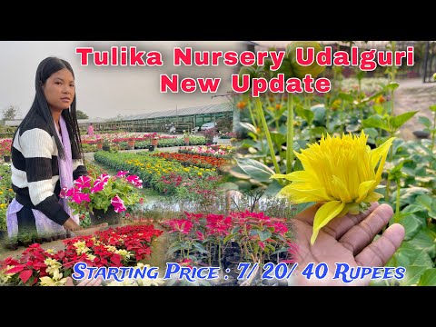 Udalguri Tulika Nursery New Update 2025 || Starting Price 7 Rupees And 40 Rupees