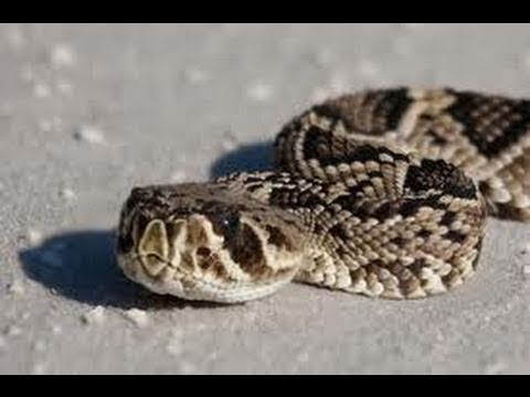Eastern Diamondback Rattlesnake