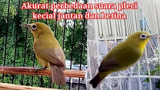 Download lagu Inilah perbedaan suara pleci kecial betina dan jantan mp3 Download lagu Inilah perbedaan suara pleci kecial betina dan jantan mp3