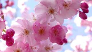 Sebastian Davidson - Cherry Blossom (Spiritchaser remix)
