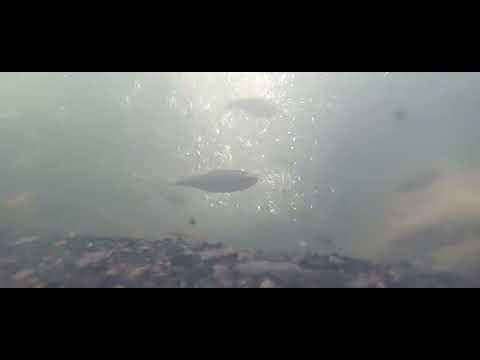 Peces de Villeta Cundinamarca