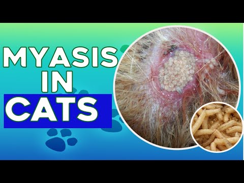 Myasis (Maggot Infestation) in Cats | Diagnosis & Treatment | Urdu Subtitles|