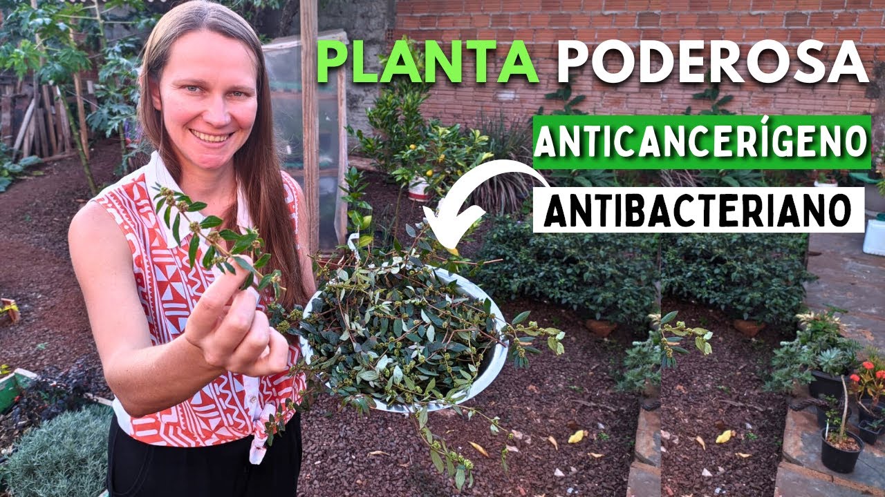 This Plant NEEDS to be in your GARDEN! 🌱