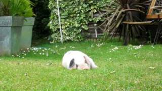 Mr. Bacon - The Piglet