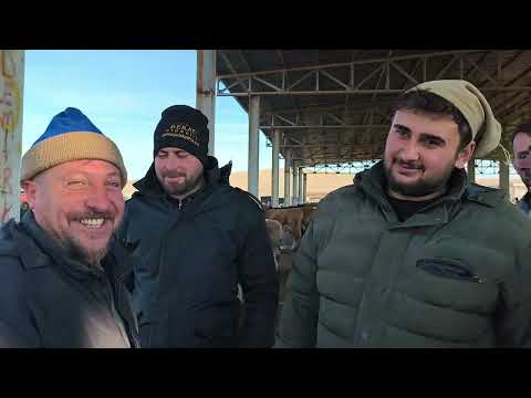 YOZGAT SORGUN ANIMAL MARKET 27 NOVEMBER FILMING EPISODE 1