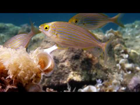 TIHOMIR TV - SALPA (Official Educational Video)