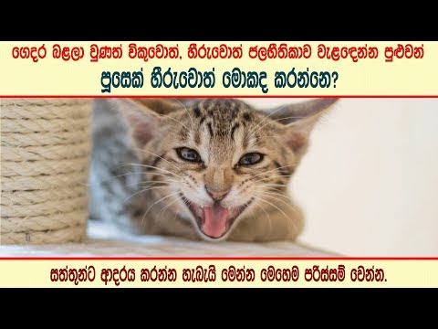 පූසෙක් හීරුවොත් මොකද කරන්නෙ - What would you do if a cat scratch