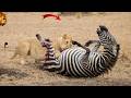 Lion Attack Zebra Real Fight Amitdevkush33