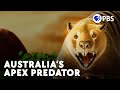 When The Combat Wombat Became An Apex Predator