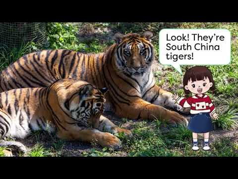 Unit2 Animals - Which animals are from China? - 外研新交际1年级下册