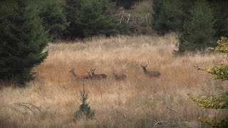 Rotwild Drückjagd in der Eifel - Jagdkrone