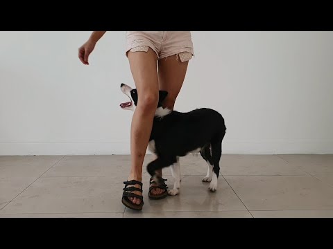 Border Collie 5 Months – 21 Basic Tricks