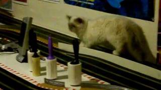 Kitty cat on a slot car track