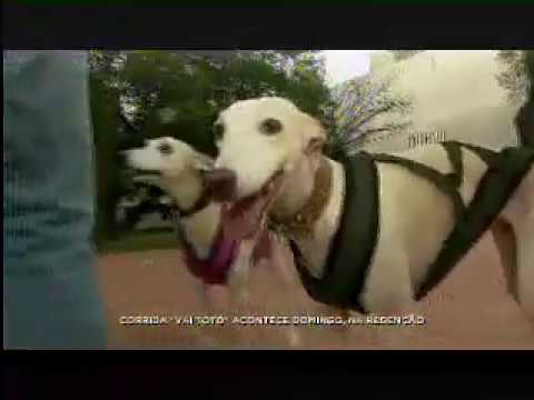 Corrida e caminhada beneficente Vai Totó no Balanço Geral