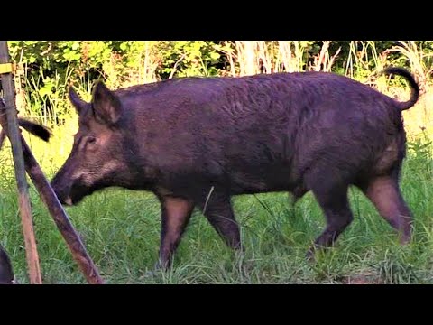 300 BLACKOUT DROPS WILD BOAR!