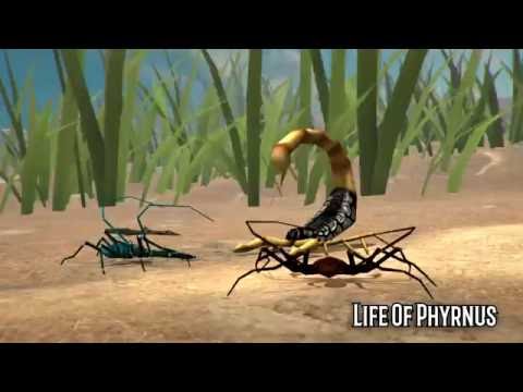 Life of Phrynus - Whip Spider Video