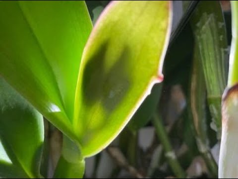 How Cattleya Orchid  Flower Sheath and Spike look like.