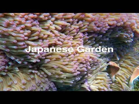 Freediving Japanese gardens, Koh Tao - 4K