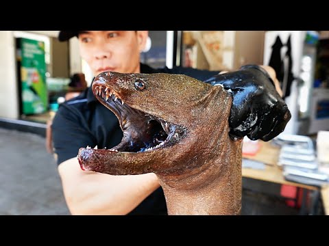 DANGEROUS MORAY EELS Around The World!