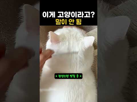 이게 고양이라고? 말이 안 됨 #동물 #애묘인 #아기고양이