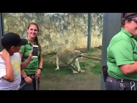 Lion vs WWE superstars in a tug of war and destroys them