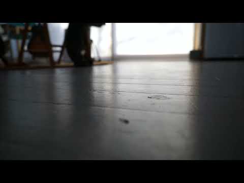 Wayward Jane - Shake Sugaree