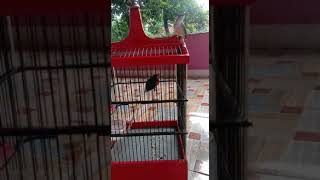 Download lagu burung gacor ciblek vs kolibri wulung siapa yg lebih gacor mp3