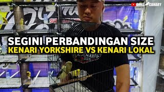 Download lagu No wonder the price is many times higher‼️Yorkshire canary vs local canary comparison of size and... mp3 Download lagu No wonder the price is many times higher‼️Yorkshire canary vs local canary comparison of size and... mp3