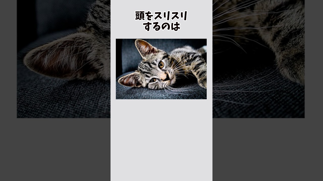 【猫】猫にしぐさに関する雑学 #雑学