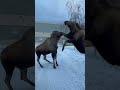 Moose Fighting Over Territory And Calves Anchorage Alaska 2023 Wild Animals Attack Moose Fight