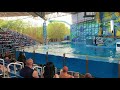 Beluga And Pacific White Sided Dolphin Show SeaWorld San Antonio
