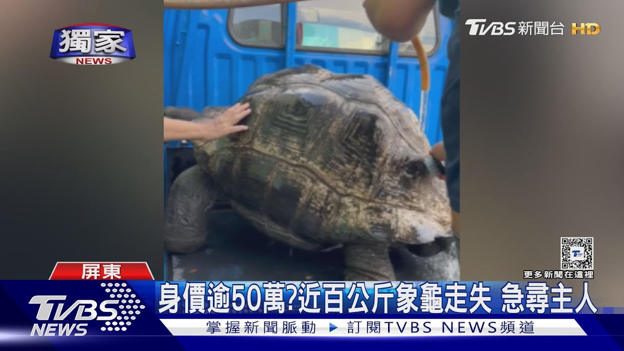 罕見!近百公斤象龜走失了網友驚嘆身價逾50萬