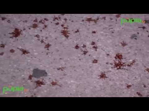 Napoli - Raid a Chiaiano, ucciso il pregiudicato Giuseppe Guazzo (16.09.16)