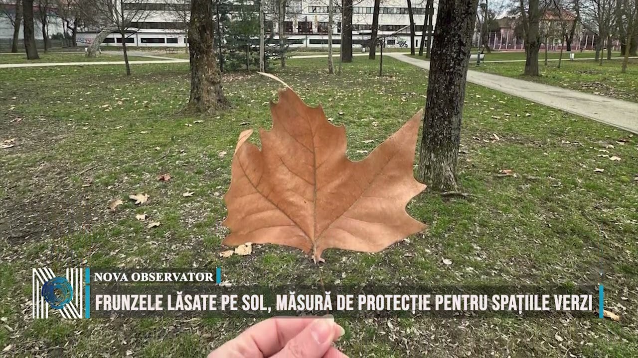 Frunzele lăsate pe sol, măsură de protecție pentru spațiile verzi