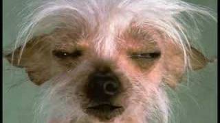 Naked Dog Reading William Burroughs