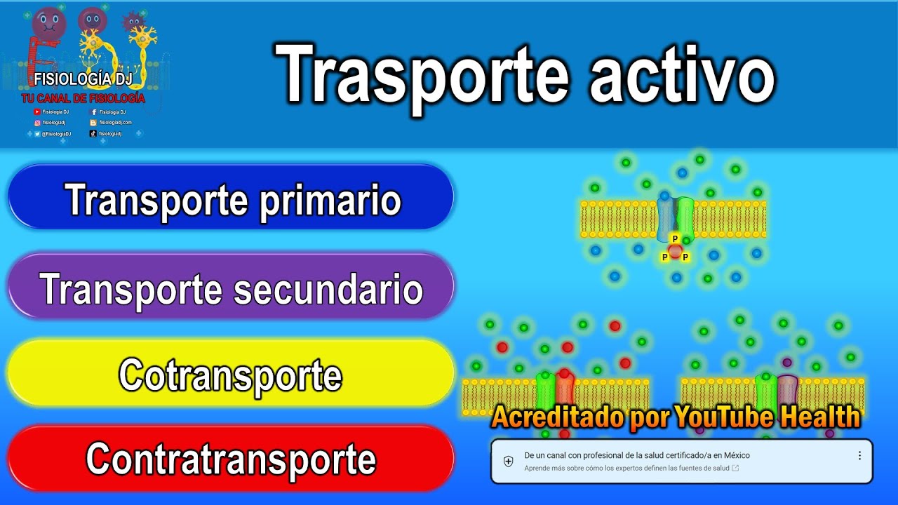 Transporte activo primario y secundario (cotransporte y contratransporte)