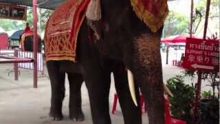 preview picture of video 'タイのアユタヤ市の象さんたち  Elephant Ride Ayutthaya'
