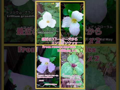 オレオカリス・グランディフローラについて詳しく解説