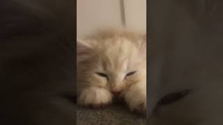 愛がいちばん【さくら】#ねこ #猫 #猫のいる暮らし