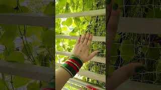 Download lagu Slowly slowly you are pulling the string of my breath 🥰😍#love #trending#shortvideo#shorts#harihar... mp3