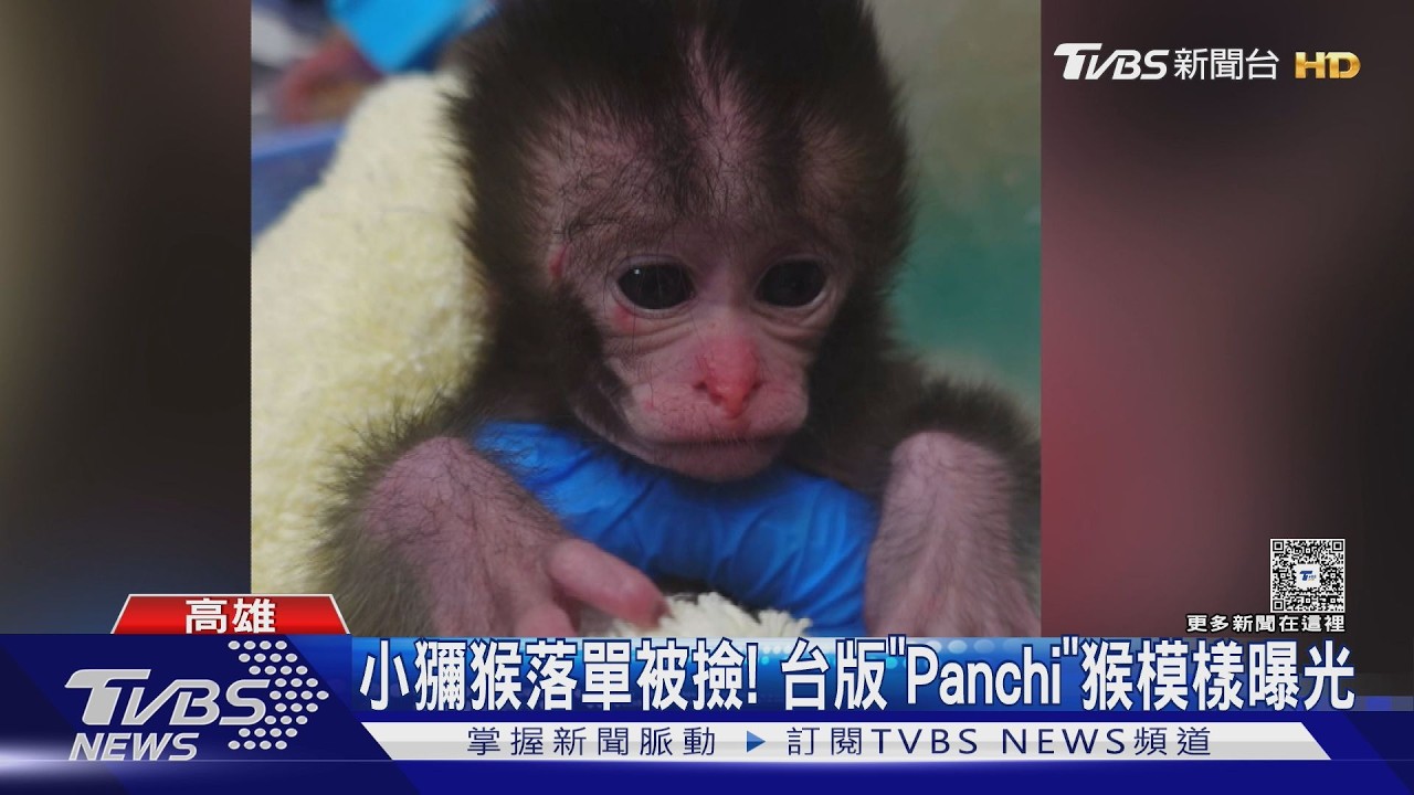 影音/台版「Panchi」猴!高雄民眾撿到送動物園 棄猴現況曝光