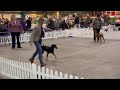 Danixaris Cherry Blossom Queen 2nd In Post Graduate 1st Limit Bitch Rare Breeds Germanpinscher