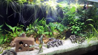 Hydra 10 Gallon 2 Year Update