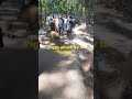 Sabarimala Forest