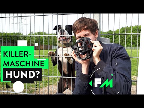 Leben mit Kampfhund – Monster auf vier Pfoten?