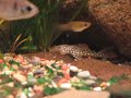 Scobinancistrus aureatus Scobinancistrus aureatus